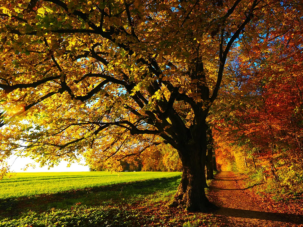Fall Festivals Near Hampton