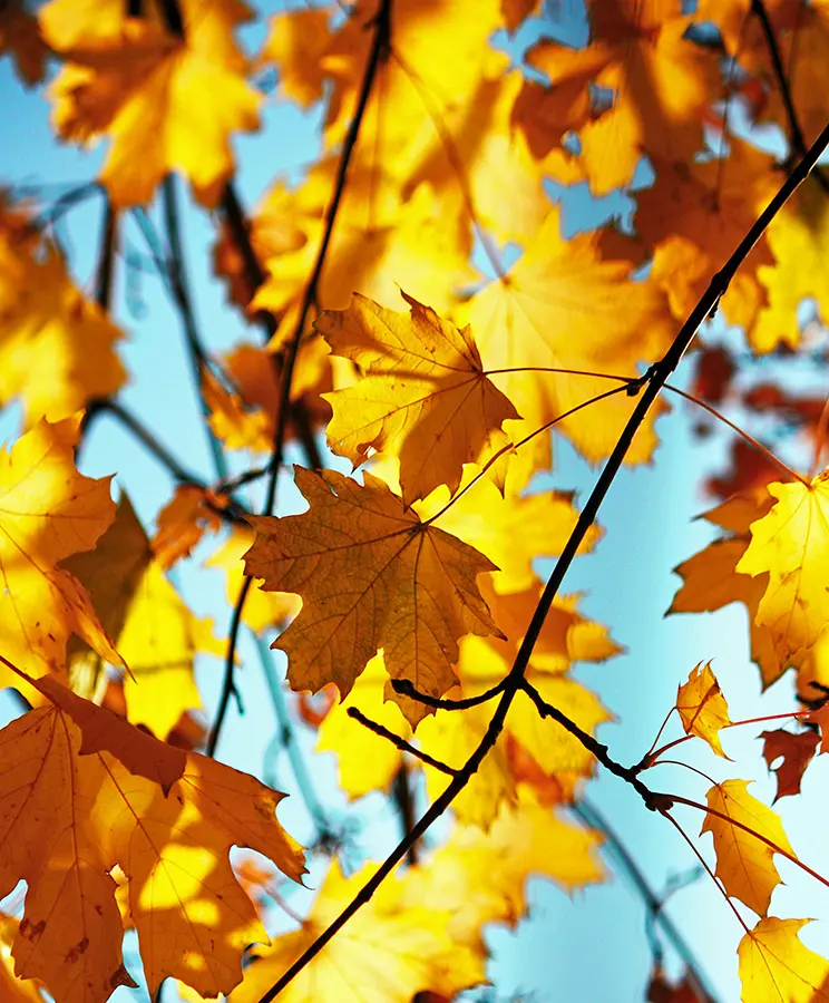 Fall Festivals Near Hampton